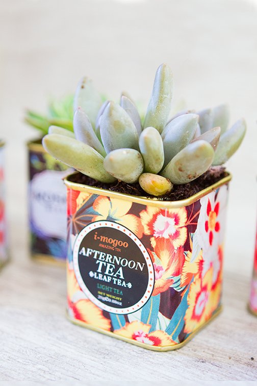 Create a Succulent Planter