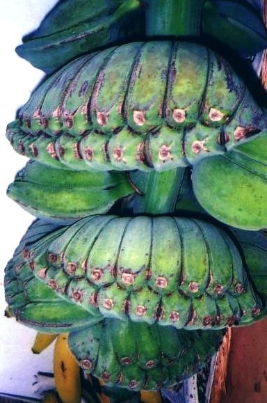 Praying Hands Bananas