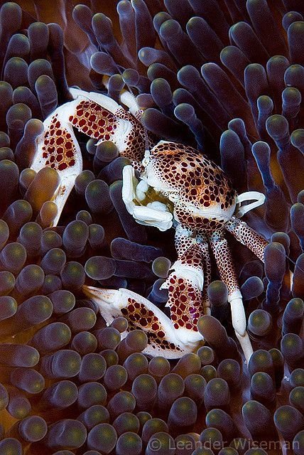 Porcelain Crab