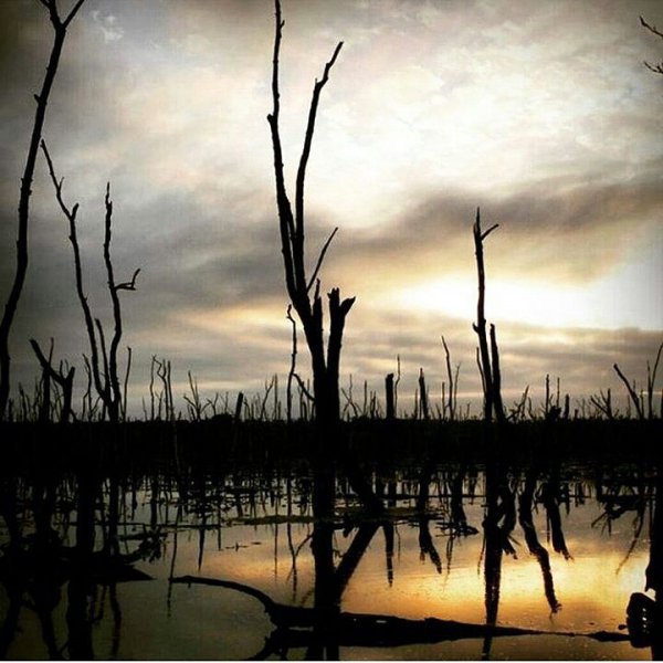 sky, tree, reflection, water, wetland,