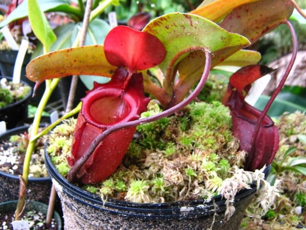 Nepenthes Rajah