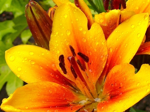 Orange Lily
