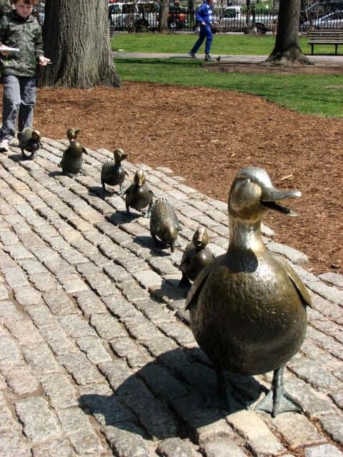 Make Way for Ducklings in Boston Common