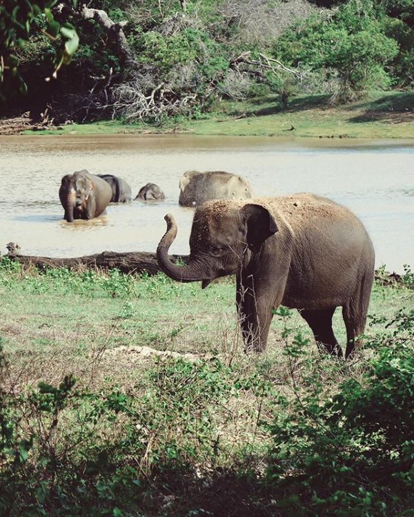 wildlife, animal, mammal, wilderness, vertebrate,