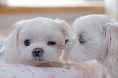 dog,maltese,mammal,vertebrate,dog breed,