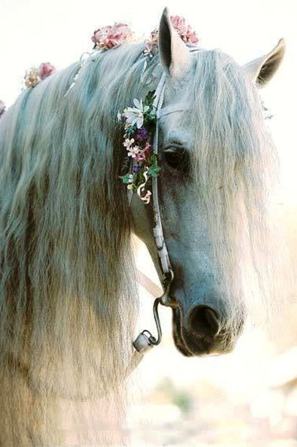 Ethereal Horse