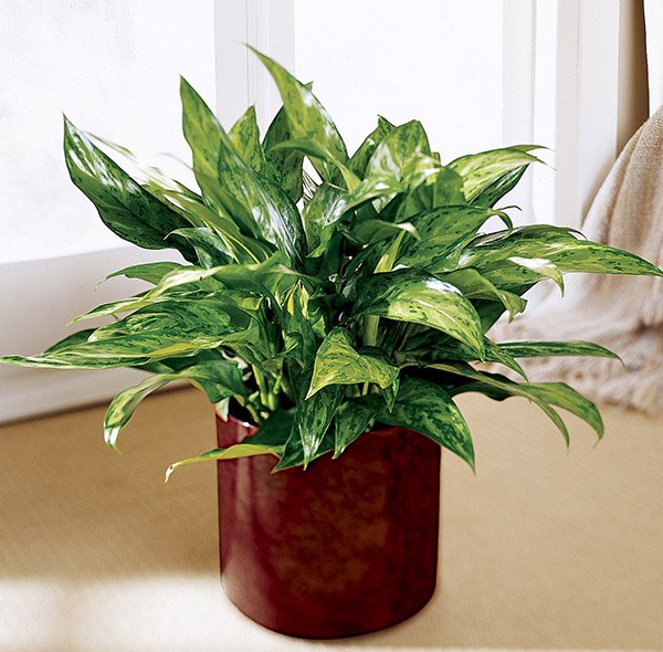 Chinese Evergreen