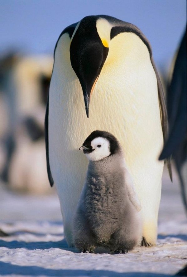 Emperor Penguin