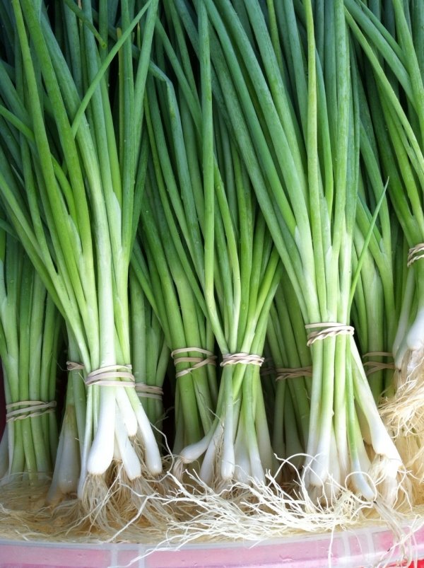 Scallions