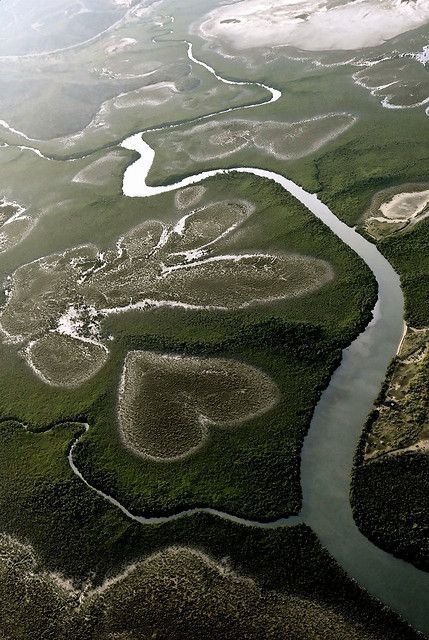 Heart Shaped Swamp