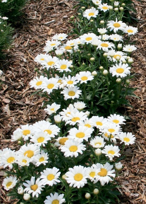 Daisies