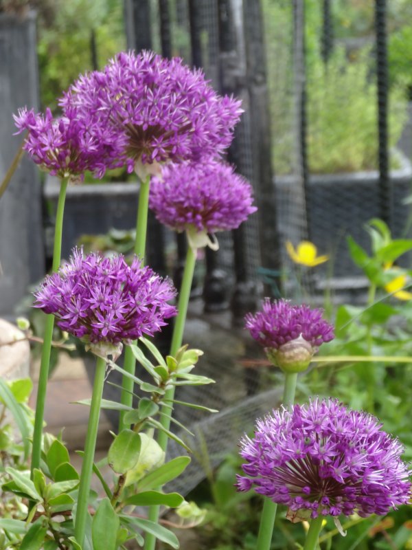 Allium