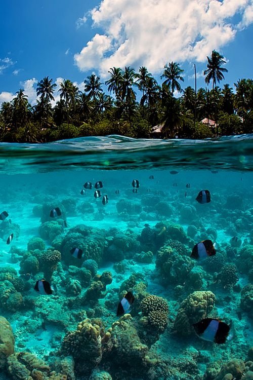 Snorkeling