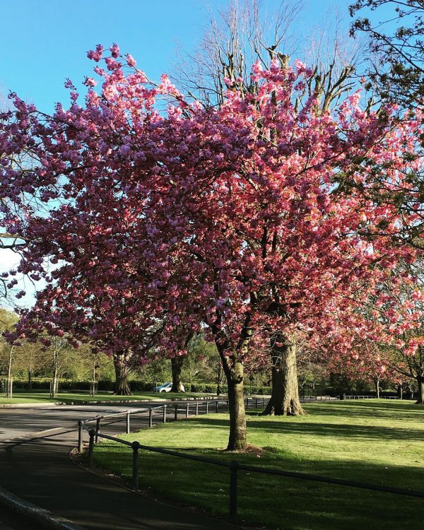 tree, plant, spring, blossom, branch,