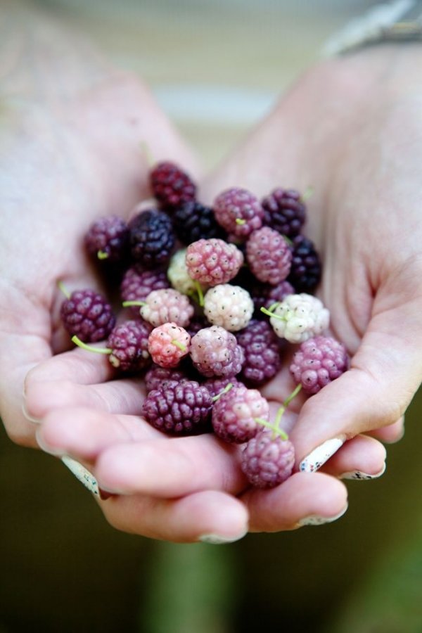 Mulberries