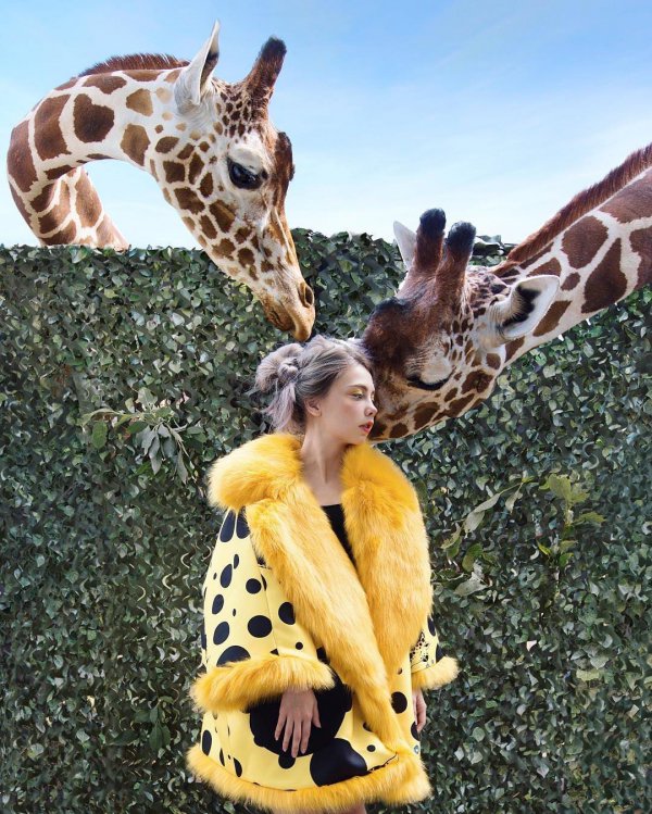 giraffe, mammal, vertebrate, giraffidae, 。2+,