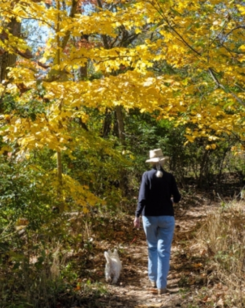 Take Your Dog for a Walk in the Woods