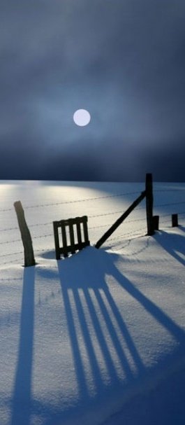 Moonlit Snowscape