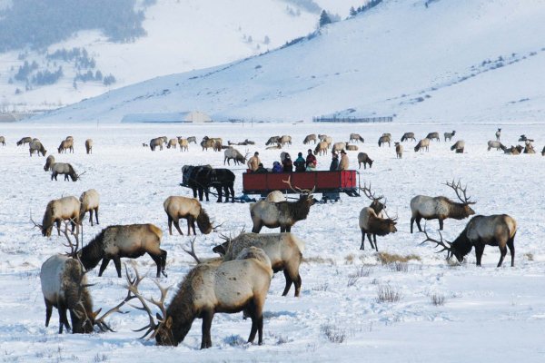 National Elk Refuge in Jackson Hole, Wyoming