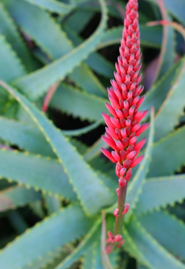 Aloe Vera