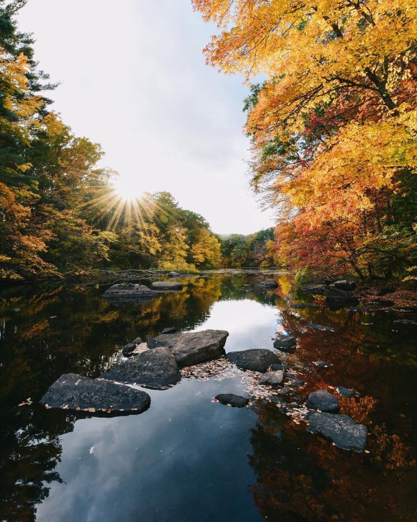 reflection, water, nature, leaf, autumn,