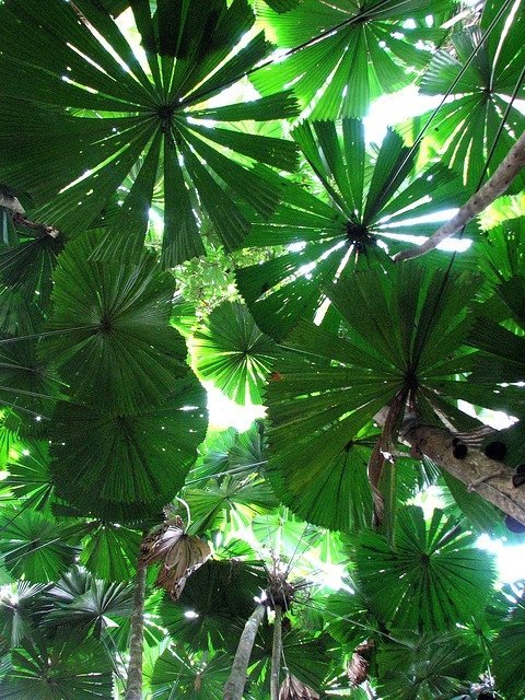 Daintree Rainforest, Australia