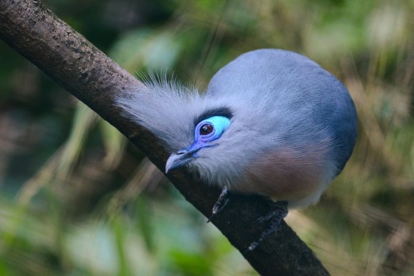 The Blue Coua