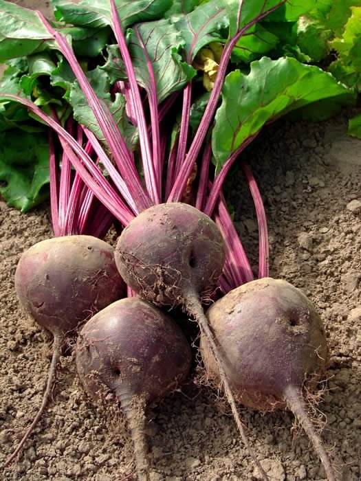 Beets