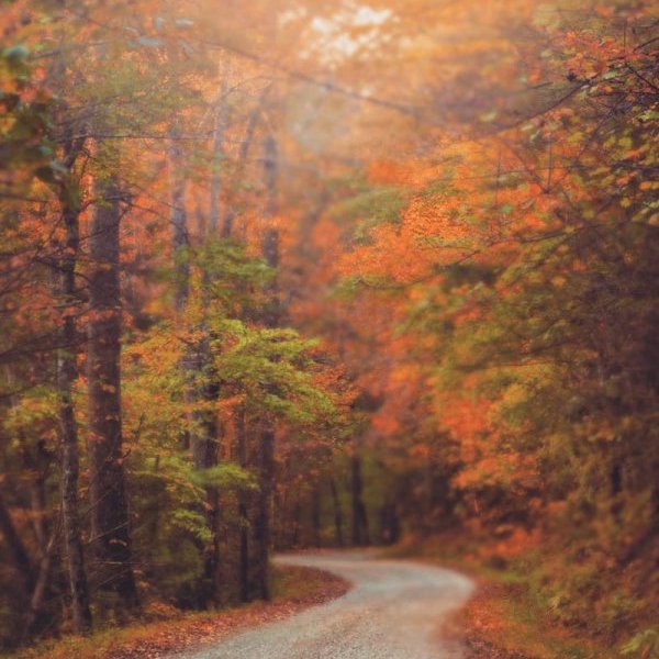 nature, autumn, path, forest, leaf,