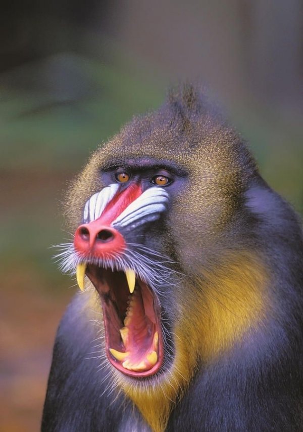 The Human-like Qualities of Baboons