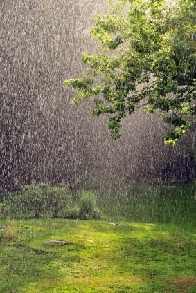 Garden Rain