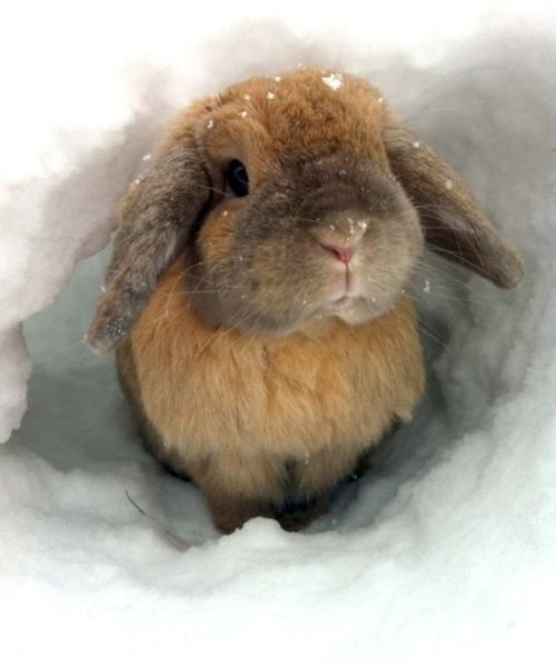 Snow Bunny