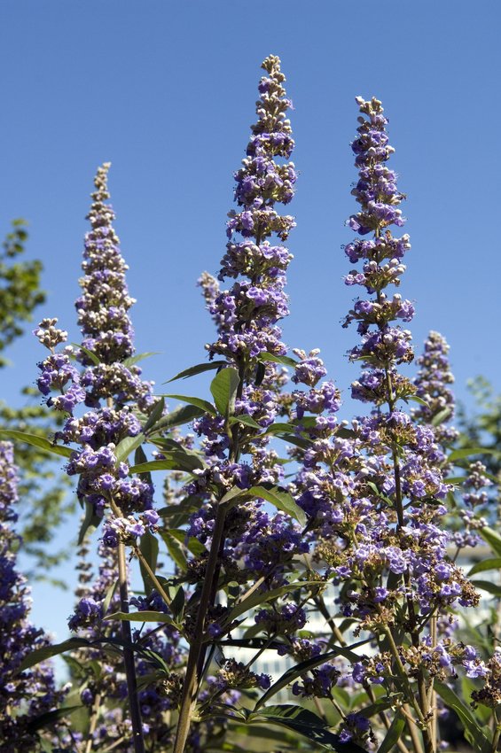 flower, color, plant, blue, purple,