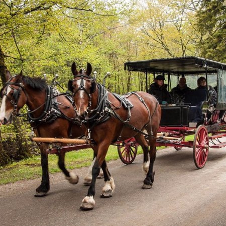 horse harness, carriage, horse and buggy, horse, vehicle,