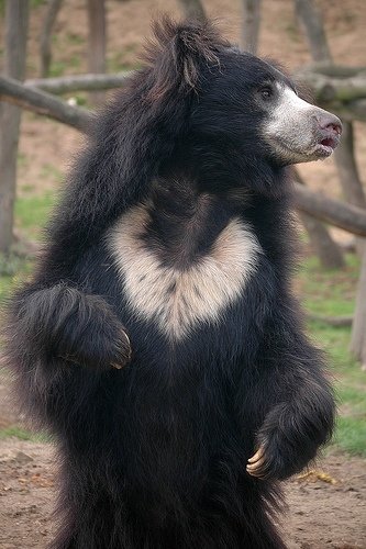 Sloth Bear