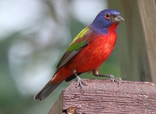 Painted Bunting