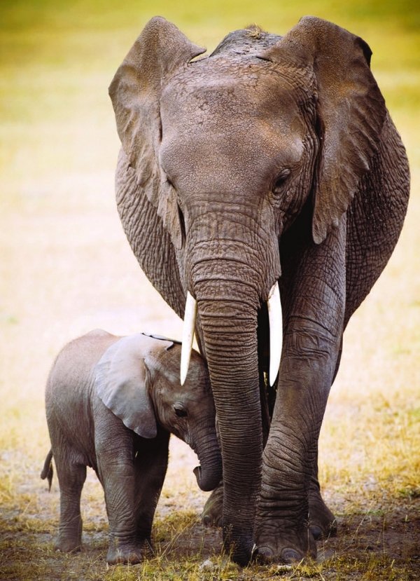 African Elephant