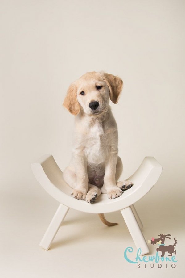 Puppy in a Chair