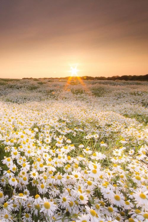 Daisies