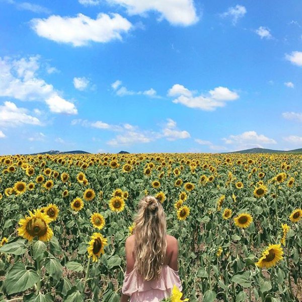 flower, field, plant, sunflower, yellow,