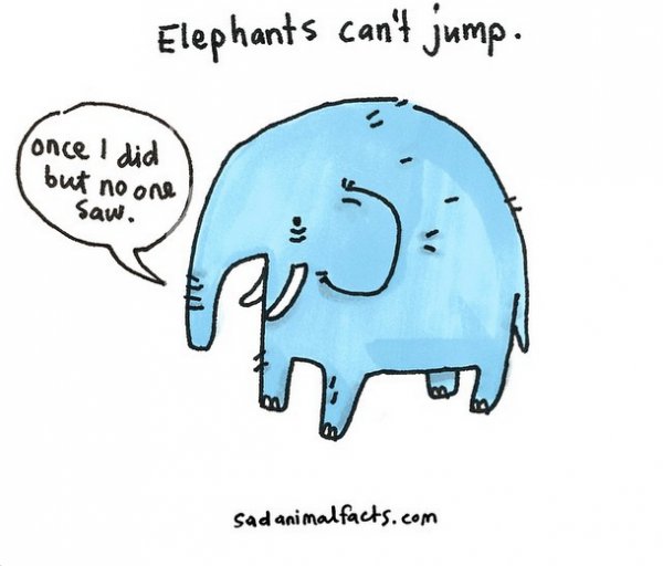 About Elephants