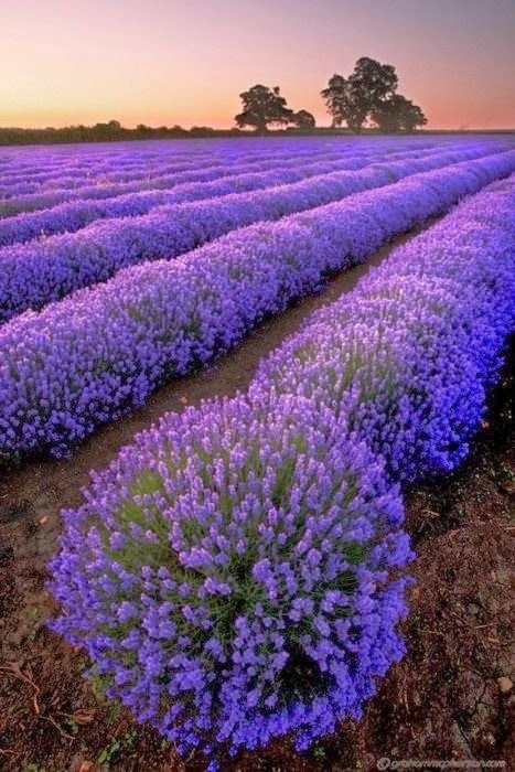 Lavender Fields