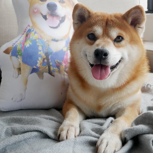 dog, dog like mammal, dog breed, dog breed group, shiba inu,