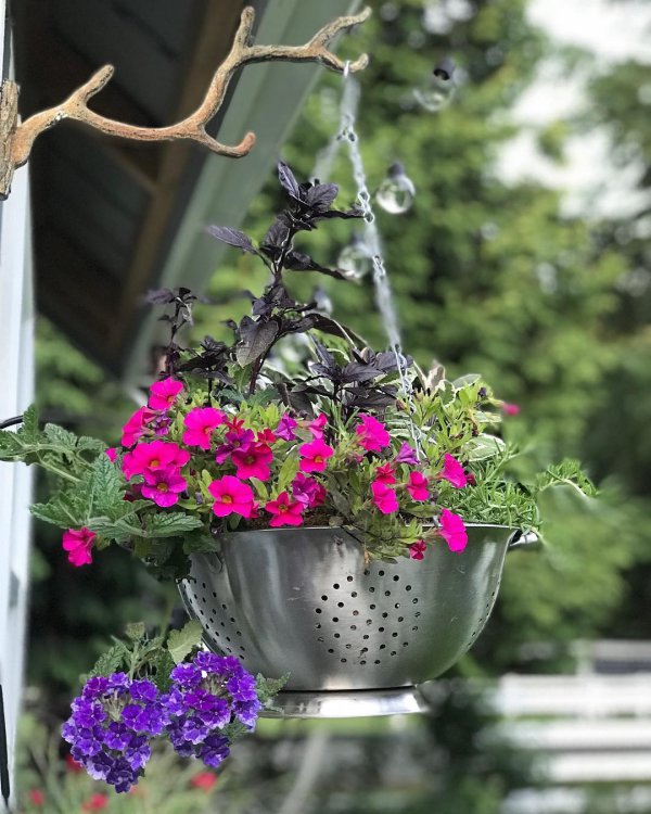 Flowerpot, Flower, Plant, Pink, Houseplant,