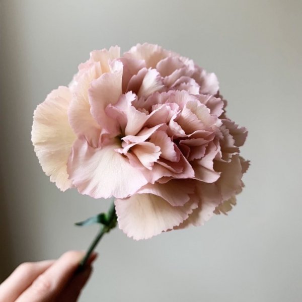 flower, pink, flowering plant, cut flowers, carnation,