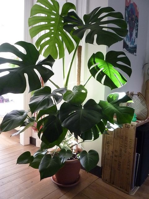 Philodendron