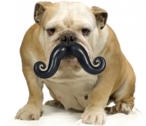 Dog Stache