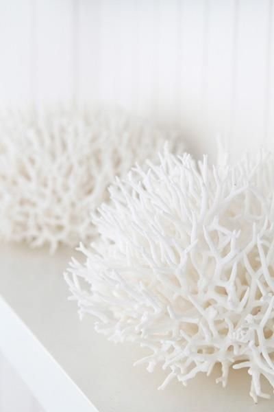 White Coral