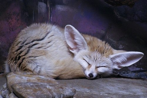 Fennec Foxes