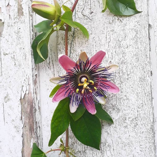 flower, plant, passion flower family, passion flower, flora,